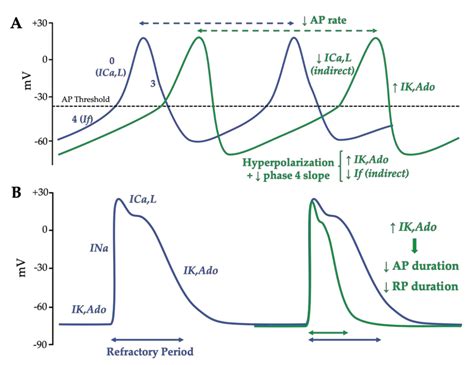 pacemaker node action potential